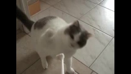 Котка срещу четка эа эъби 