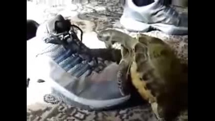 Turtle Orgasum