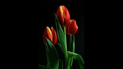 Mieczyslaw Fogg - Tulipany