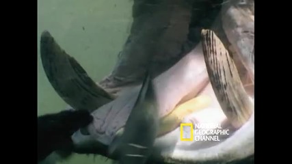 Hippo Spa 
