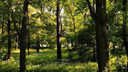 Bernward Koch -deep Green Summer