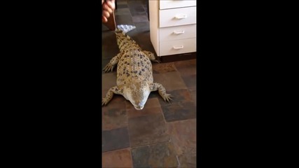 Жена храни крокодил в кухнята!