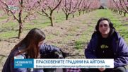 Прасковените градини, които привличат посетители от цял свят