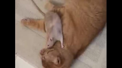 Котка И Мишка - Голям Смях