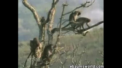 Monkey Nut Grab