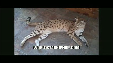 Най - Високата Домашна Котка - Световен Рекорд На Гинес 