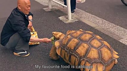 Мъж разхожда костенурката си в Токио