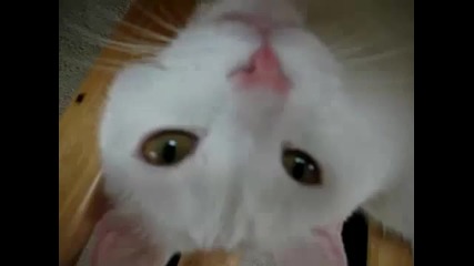 Какво наистина си мислят котките...
