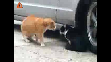 Луда котка се кара на друга 