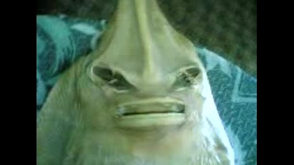 Fish-Woman