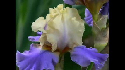 Irises,  with love - Kitaro