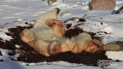 Утрото на една полярна мечка
