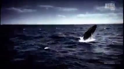 Whale Wars season 4 - The Devils Icebox Part 1_(360p)-4
