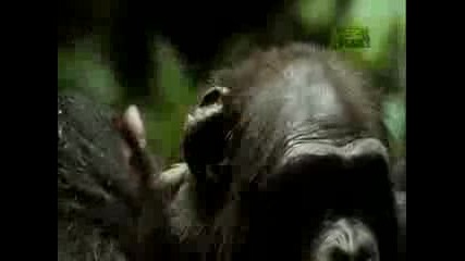 Шимпанзе яде себеподобните си