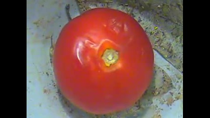 Time lapse tomato 