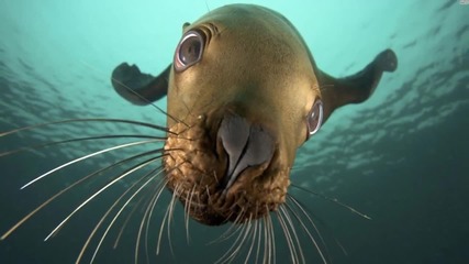 animals ice