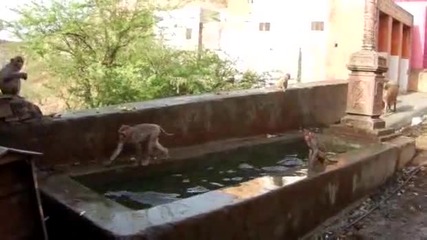 Маймунки се забавляват в корито с вода