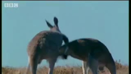 Kangaroo etiquette - Bbc wildlife