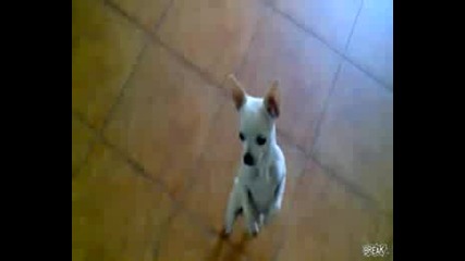 Куче танцува латино