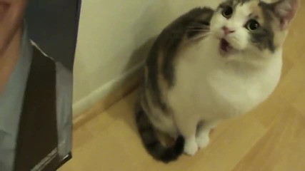 Cat Hates Justin Bieber (official video) 