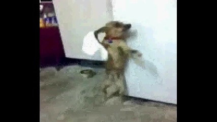 Кучешко хоро