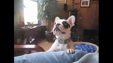 Кученца си говорят xdxd