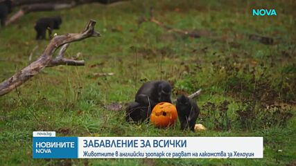 Животните в английски зоопарк се радват на лакомства за Хелоуин