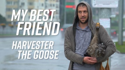 Как гъска може да ти стане най-добър приятел?