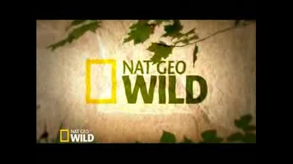 Motion Graphic (ngw - - - Rescue Ink)