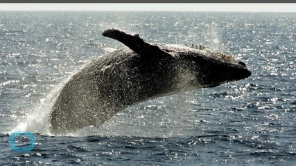 Iceland Whaling Season Under Way Despite Protest