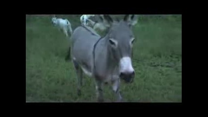 T.h.s - (donkey Business) - (s4 E3) - Matt Hardy Jeff Hardy