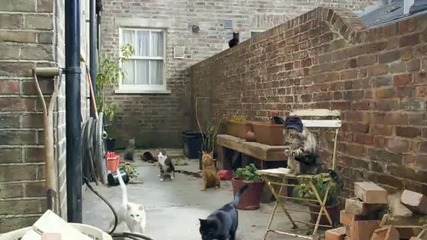 Много яка реклама с котки 