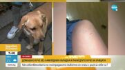 Домашно куче без намордник нападна и рани друго куче на улицата