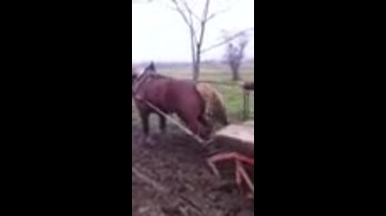 kone toros oral
