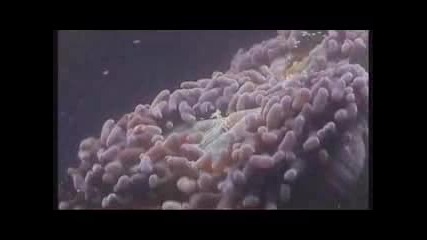 Reef Spawn