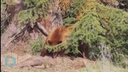 Young Black Bear Loose In Wyoming City Caught Sleeping Under Tree