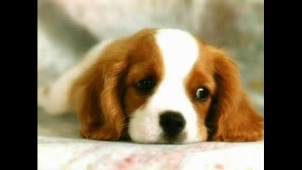 Sweet Animals
