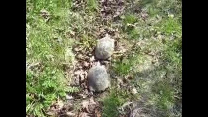 костенурки на разходка