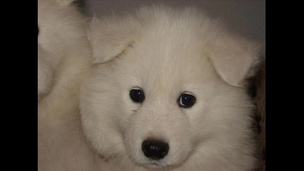 Много искам такова кученце :* :* :* сладурчееее 