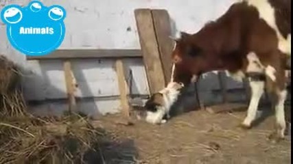 Най-добри приятели...котенце и крава