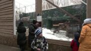 Зарадваха пандите в Московския зоопарк с любимите им лакомства (ВИДЕО)