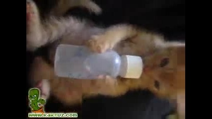Коте пие от шише с биберон