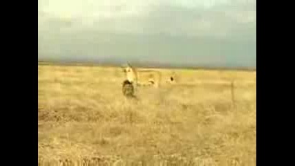 Лъв Срещу Диво Прасе```lion Vs. Feral Pig