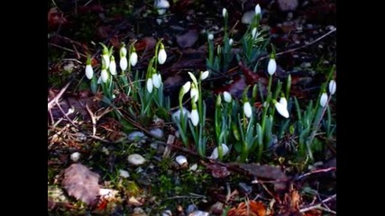 Spring