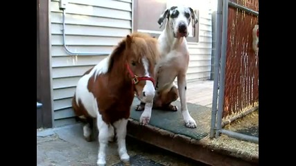 Working for food - Great Dane & Miniature Horse