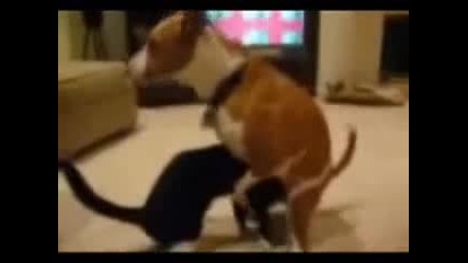 Куче Изнасилва Коте
