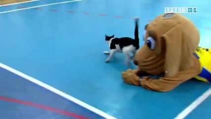 Котка на баскетболен мач-смях