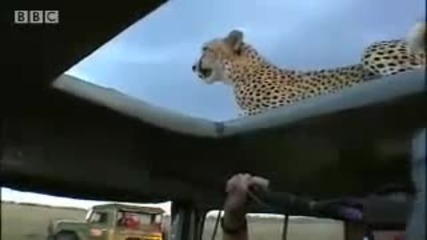 Гепарди върху автомобил в дивата природа
