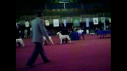 Dogos Argentinos Furia Pampeana.f