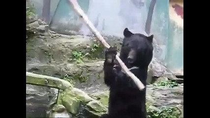 Kung Fu Bear in Japan